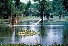 Water torture (4.51) brit goes skinny dipping at the public pool. Atchafalaya Basin Wikipedia