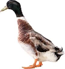 Cara ternak bebek pedaging