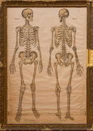 Let me say that it will take many sessions to cover the wonders of the human body. Max Brodel And Franze Frohse Frohse Anatomical Charts Human Skeleton Front View And Back View Sold At Auction On 24th September Bidsquare