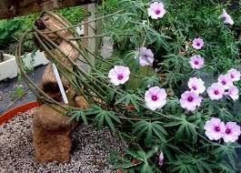 Image result for Ipomoea mauritiana