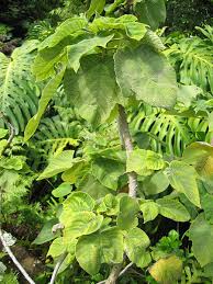 Image result for Broussonetia papyrifera