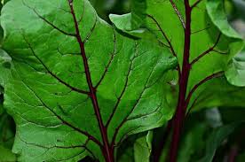 Only baby beets tend to have small, tender leaves suitable for salads. Top Problems Growing Beets And How To Fix It Ready To Diy