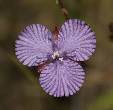 Image result for Murdannia stricta