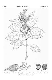 Image result for Platostoma africanum