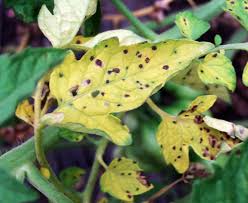 We did not find results for: Tomato Plant Diseases Better Homes Gardens