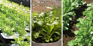 Plant arugula early in the spring or later in the summer for a fall harvest. How To Grow Arugula In Containers Successfully Malawi Chitukuko
