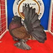 725 Moy Aresei 4 Sxolia Pigeons Pigeonsfans Sto Instagram Indian Fantail Pigeon Amazing Animals Beautiful Birds Pig Guzel Kuslar Hayvanlar Kus