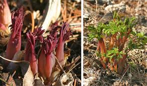 Stylish, modern & unique plants designed to impress. Bleeding Heart Dicentra Spectabilis Wisconsin Horticulture