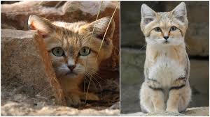 Le Chat Des Sables Pratiquement Invisible Est Photographie Pour La Premiere Fois En 10 Ans Chat Des Sables Photographie Epoch Times En effet, ces chats, même adultes, refusent de grandir et conservent une petite bouille de chaton. epoch times