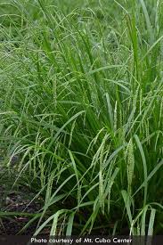 Image result for Scleria gracillima