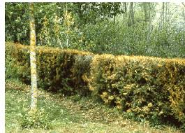 Image result for kabatina thujae