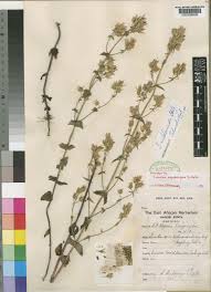 Image result for Swertia kilimandscharica