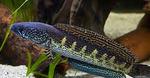 The barca snakehead (channa barca) pictured above, became one of the most expensive aquarium fish when the first individuals imported into the uk were going at £5,000 apiece. Mengenal Channa Auranti Dan Cara Perawatannya Iwak Galak