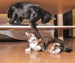 Dh told me that he would rather find a female because he's concerned with having two male dogs in the same house.fixed or not. Pets And Relationships How To Combine Different Cat Households Together