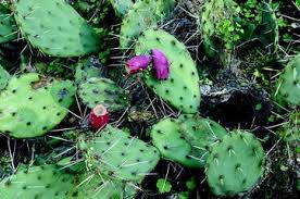 The prickly pear cactus is a flowering cactus native to north america. Plants And Plant Products Springerlink