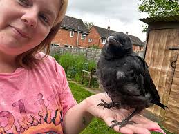 Loss of a Loved One in the Crow Lover Family