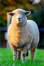 Bicolor Sheep Animals Beautiful Cute Sheep Sheep And Lamb