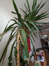 Image result for yucca gigantea en casa