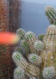 Which made me wonder, how long would it take your average osu player to get up to playing those scary 5 star songs? Cactus And Succulents Forum Flaky Tan Coloured Crust Garden Org