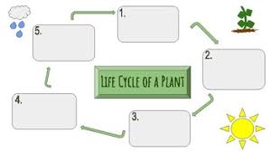 Maybe you would like to learn more about one of these? Life Cycle Of A Plant Worksheets Teaching Resources Tpt