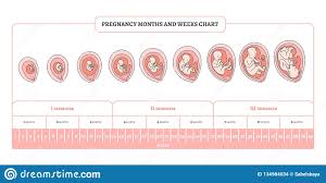 Pregnancy Month Weeks And Trimesters Chart With Stages Of