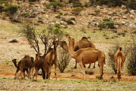Camels are considered a feral pest in australia where they were deserted by their afghan owners when they were no longer needed in building the railroad across the desert.ow they are the only wild camels left in the world and are. How Many Animals Have Died In Australia S Wildfires The New York Times