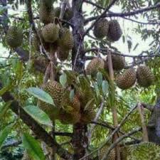 The largest diversity of durian species appears to be on the island of borneo and in peninsular malaysia. The Care Of Durian Trees Is Quick To Bear Fruit Steemit