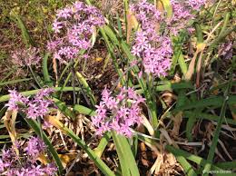 Image result for Tulbaghia fragrans