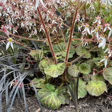 Image result for Galiniera saxifraga