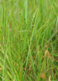 Image result for Scleria mikawana