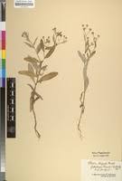 Image result for Gutenbergia rueppellii