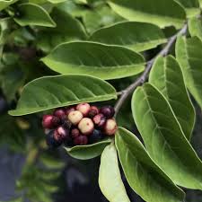 Image result for Antidesma