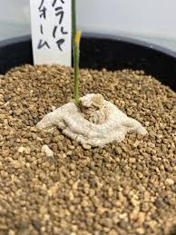 Image result for Stathmostelma