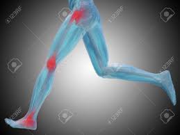 Illustrations and lists breakdown this major part of your circulatory system. Conceptual 3d Human Man Anatomy Lower Body Or Health Design Joint Or Articular Pain Ache Or Injury On Blue Background For Medical Fitness Medicine Bone Care Hurt Osteoporosis Arthritis Or Body Stock