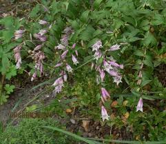 Image result for Gentiana asclepiadea alba