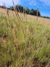 Image result for Diheteropogon amplectens