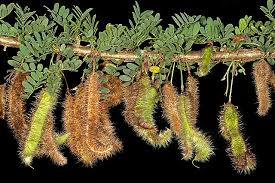 Image result for Ormocarpum trichocarpum