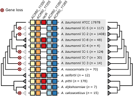 Image result for Striga baumannii
