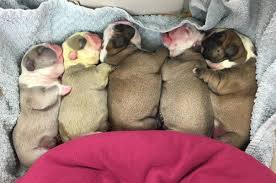It is a perfect device for breeders who experience problems with effective mating. Member To Member Pettech S Dog Ovulation Detector Reviewed By 10 Year Ckc Member Ckc