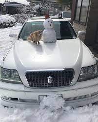 車の雪落としついでに雪だるま製作 冬に逆戻り 17マジェスタ 雪だるま 愛犬 チワックス わんすたぐらむ チワックス倶楽部 今年は乗り換え 犬 車 チワックス