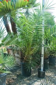 Image result for Phoenix reclinata