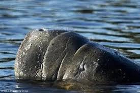 But have you ever wondered where it comes from? Manatee Park The Beaches Of Fort Myers Sanibel