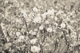 Image result for Adenostemma viscosum