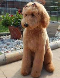 Goldendoodle haircuts goldendoodle hairstyles for your. Pin On Dog Hair Cuts