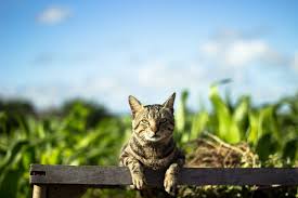 Even after being neutered, the male may become stimulated enough to try to mount a nearby female cat in heat due to her scent. Why Do Cats Run Away From Home 10 Reasons Explained