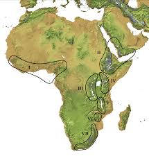 Image result for Ficalhoa