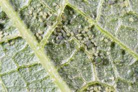 Each year my squash, pumpkin and zucchini plants get inundated with small black insects underneath the leaves. Zucchini Bugs And Putting Out The Hit On Them