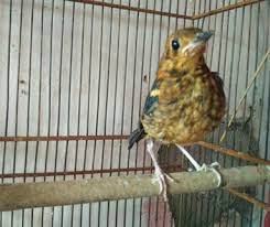 Tips Dan Cara Membedakan Trotol Anis Merah Jantan Dan Betina Paling Akurat Kicau Mania