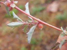 Image result for Celosia stuhlmanniana
