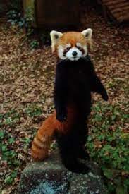 Red Panda Sleeping Google Search Animals Animals Wild Cute Animals